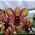 Orquídea Dendrobium Phalaenopsis Yellow Especial - AD - Imagem 1
