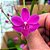 Orquídea Doritiopsis Pink Híbrida - Ad - Imagem 1
