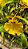 Orquídea Oncidium Aloha - AD + Kit Replante (Vaso + Adubo Bokashi + Substrato) - Imagem 4