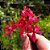 Epidendrum Vermelho Híbrido - 25cm - Imagem 2