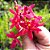 Epidendrum Vermelho Híbrido - 25cm - Imagem 1