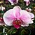 Orquídea Phalaenopsis Rosa Striata 1 - AD - Imagem 1