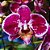 Orquídea Phalaenopsis Especial n.01 - Ad - Imagem 1