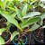 Planta Helicônia Papagaio (Heliconia Psittacorum) - 50cm - Imagem 3