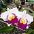 Orquídea Blc. Ana Balmores - Ad - Imagem 1