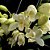 Orquídea Cymbidium Branco Híbrido - AD - Imagem 1