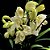 Orquídea Cymbidium Branco Híbrido - AD - Imagem 2