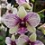 Orquídea Dendrobium phalaenopsis Happy Pink 2 - AD - Imagem 1