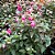 Brinco de Princesa rosa com vermelho - 25cm - Imagem 1