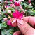 Brinco de Princesa rosa com vermelho - 25cm - Imagem 2