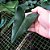 Samambaia coração (Hemionitis Arifolia) - Ad - Imagem 2