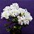Azaleia Branca - Rhododendron simsii - Imagem 1