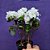 Azaleia Branca - Rhododendron simsii - Imagem 2