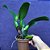 Orquídea Blc. Chia Lin - AD - Imagem 2