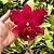 Orquídea Blc. Chia Lin - AD - Imagem 1