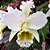Orquídea Cattleya Nobile's Wedding - Ad - Imagem 2