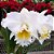 Orquídea Cattleya Nobile's Wedding - Ad - Imagem 1