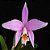 Orquídea Laelia jongueana - 8cm - Imagem 1