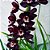Orquídea Cymbidium Kiwi Midnigt - AD - Imagem 1