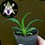 Orquídea Cocleanthes cândida - 8cm - Imagem 1