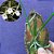 Orquídea Brassavola flagelaris - 10cm - Imagem 1