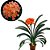 Planta Clivia miniata - 20cm - Imagem 1