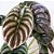 Planta Alocasia cuprea - 25cm - Imagem 2