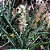 Planta Sansevieria Fernwood - 25-30cm - Imagem 2