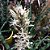 Planta Sansevieria Fernwood - 25-30cm - Imagem 1