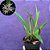 Orquídea Myoxanthus exasperatum - 12cm - Imagem 2