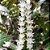 Suculenta Rhipsalis Lepismium - 25cm - Imagem 4
