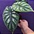 Alocasia Dragon Scale - Imagem 1
