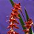 Orquídea Dendrochilum wenzelii red - Ad - Imagem 2