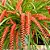 Orquídea Dendrochilum wenzelii red - Ad - Imagem 1