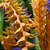Orquídea Dendrochilum wenzelii orange - Ad - Imagem 1
