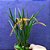 Orquídea Dendrochilum wenzelii orange - Ad - Imagem 2
