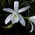 Orquídea Laelia lundii "Alba" - Nbs - Imagem 1