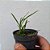Orquídea Laelia lundii "Alba" - Nbs - Imagem 2