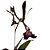 Orquídea Epidendrum melanoporphyreum - 15cm - Imagem 1