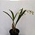 Orquídea Epigeneium cymbidioides - Ad - Imagem 2