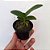 Orquídea Robiquetia cerina amarela - 8cm - Imagem 3