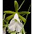 Orquídea Encyclia mariae - 10cm - Imagem 1