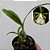 Orquídea Encyclia mariae - 10cm - Imagem 2