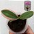 Orquídea Phalaenopsis variegata - 8cm - Imagem 1