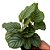 Maranta Orbifolia - Imagem 2