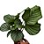 Maranta Orbifolia - Imagem 1
