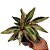 Maranta sanguinea - (Stromanthe sanguinea) - Imagem 2
