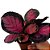 Maranta Rosea - Calathea sp - Imagem 3