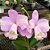 Orquídea Cattleya loddigesii flâmea - Ad - Imagem 2