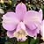 Orquídea Cattleya loddigesii flâmea - Ad - Imagem 1